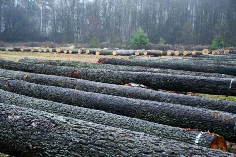 IX Regionalna Submisja Drewna Szczególnego w RDLP w Radomiu